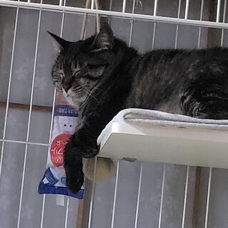 エイズですが大人しい子です