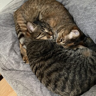 [急募]甘えん坊な姉弟猫ちゃん