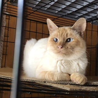 シャムミックスくん