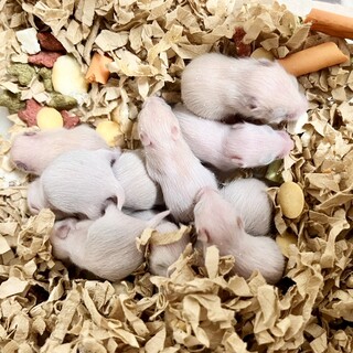 ゴールデンハムスター赤ちゃんです！