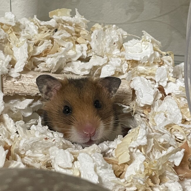 にんきんにくのカバー写真