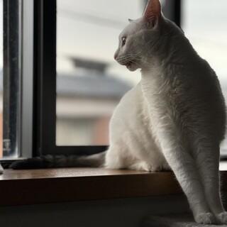 甘えん坊　竺丸(じくまる)くん