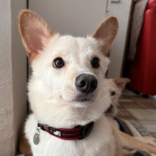 小ぶりな女の子『マロニー』ちゃん