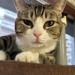 ちょっとビビりな丸顔女子「ロコン」ちゃん