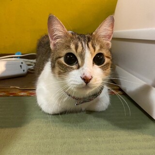 人間大好き！おてんば女子の「ちげ」