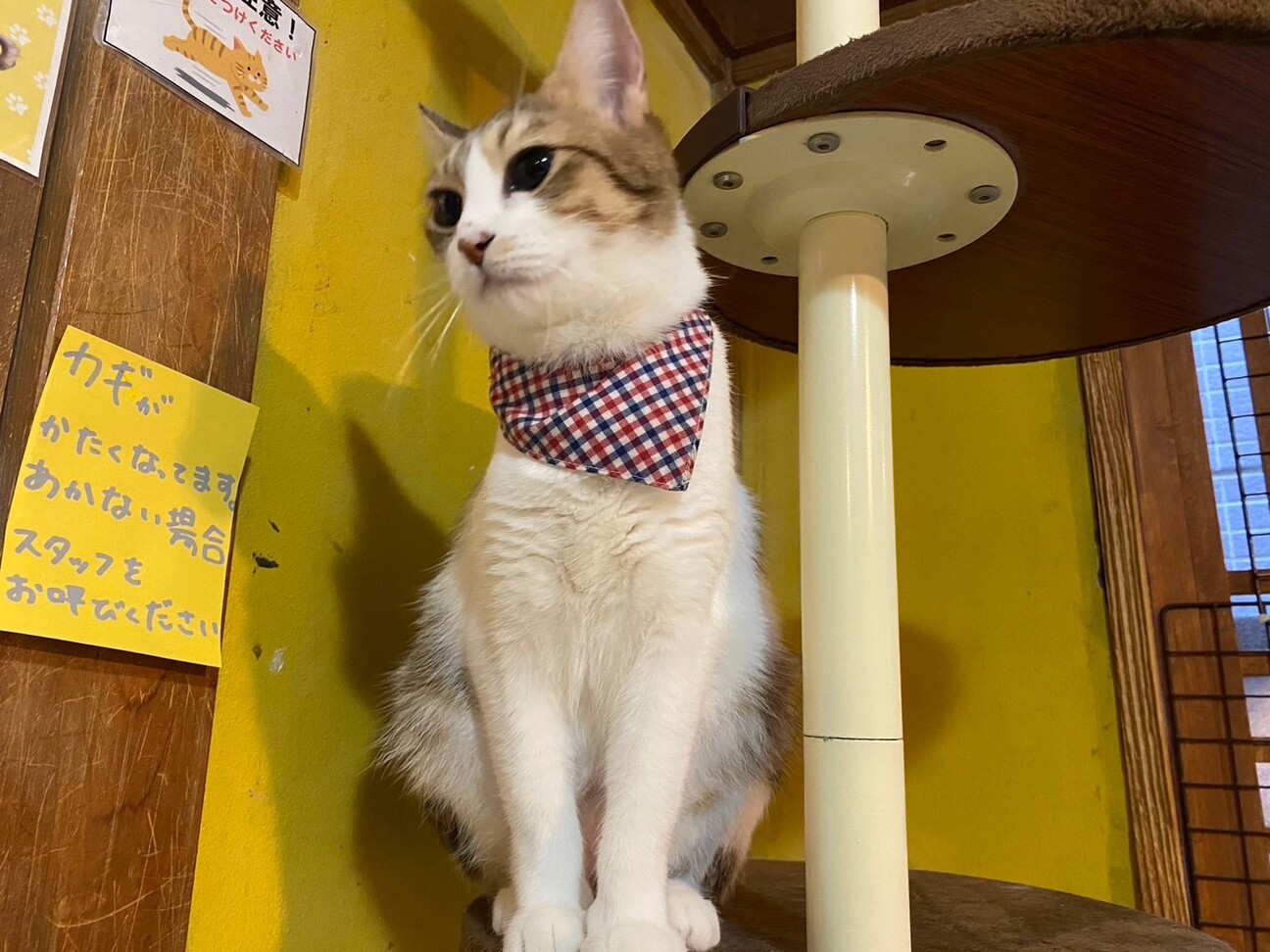 人間大好き！おてんば女子の「ちげ」 サムネイル3