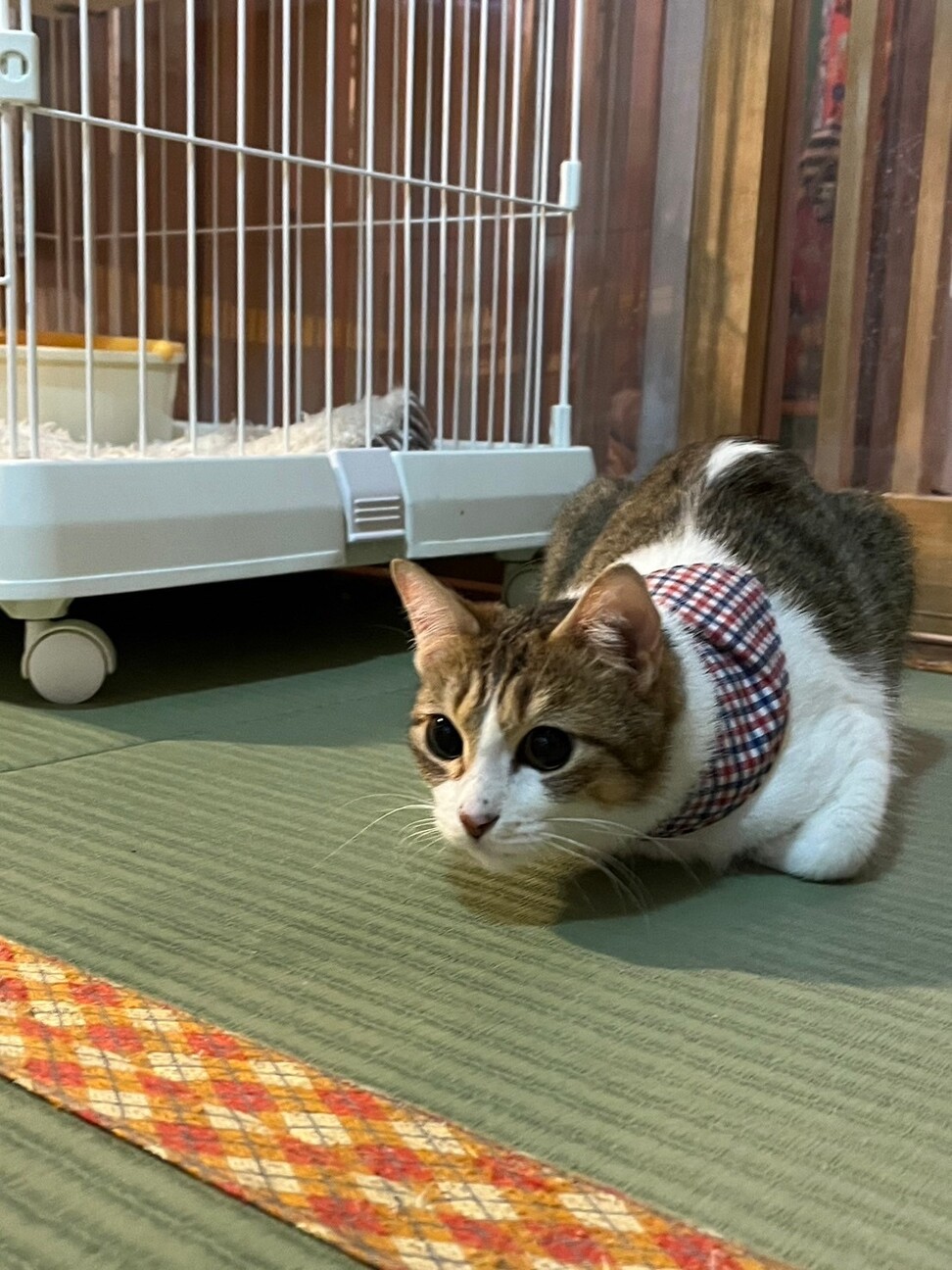 人間大好き！おてんば女子の「ちげ」 サムネイル4