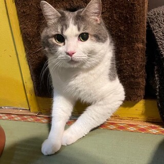 大きなボディが魅力的な男の子「ボヌール」