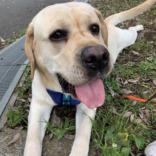 人が大好きな明るいレトリバーの男の子です