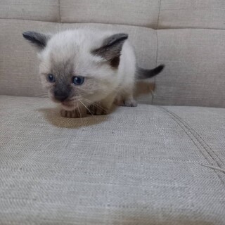 生後2ヶ月シャムMIX1匹・キジトラ2匹の兄弟