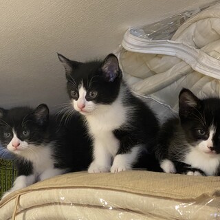 オス猫黒白のハチワレ3月生　人懐っこいです