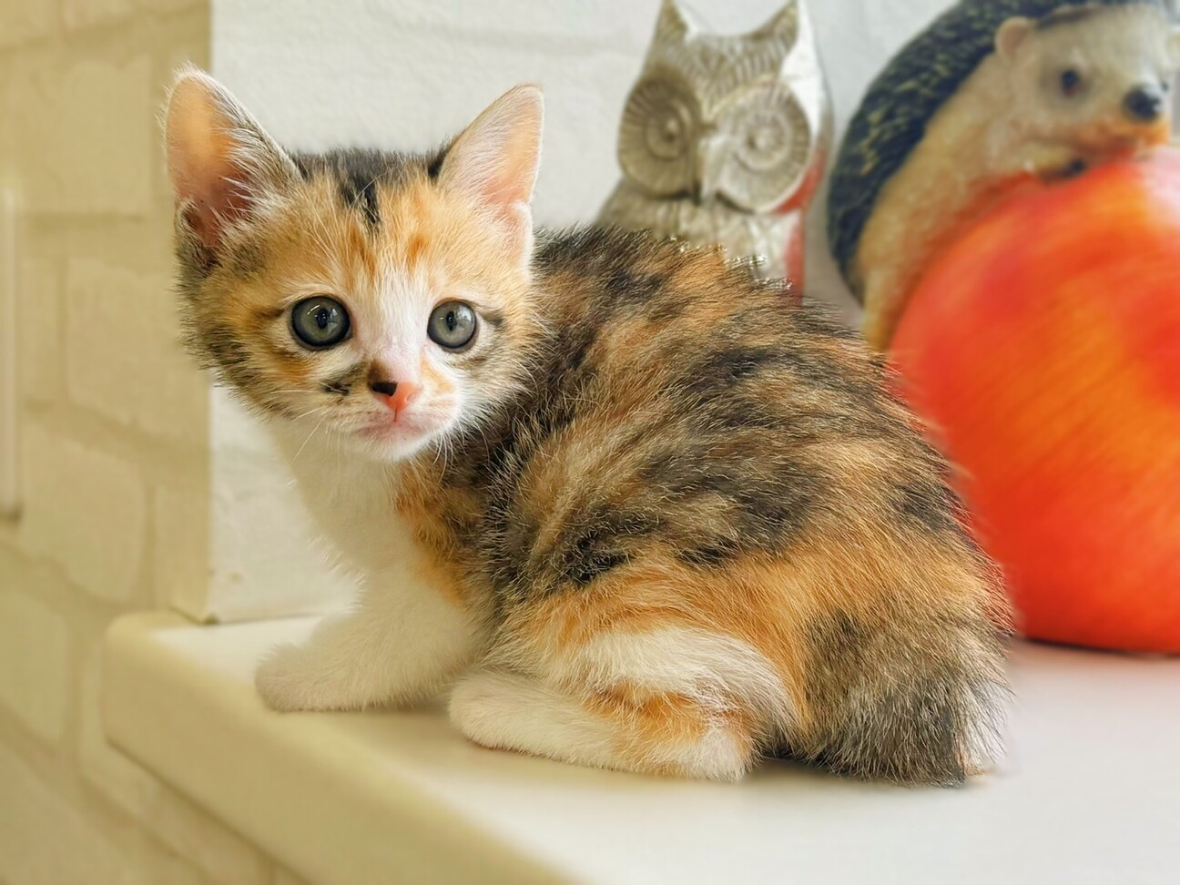 おねだり三毛猫｜WooBia公式オンラインショップ – WooBia