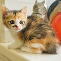 三毛猫2ヶ月、かわいい赤ちゃん
