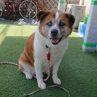 穏やかなミックスの男の子ラッシュ君