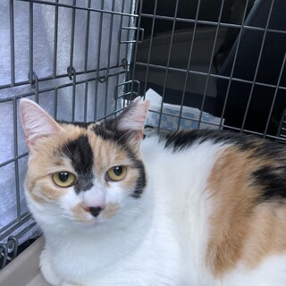 美猫三毛ちゃん２歳、一匹飼いに。人なれしてます。