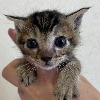 アビシニアン風キジ君と黒猫女の子４週兄妹ペアで