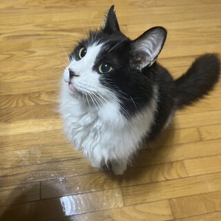 毛長のハンサム　ヤリスくん