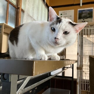 シャム系のアンジュちゃん