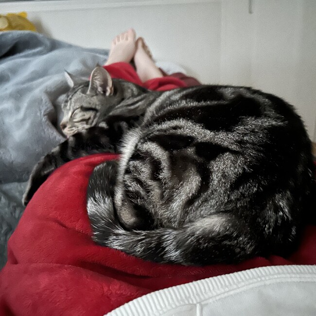 ごんち123のカバー写真