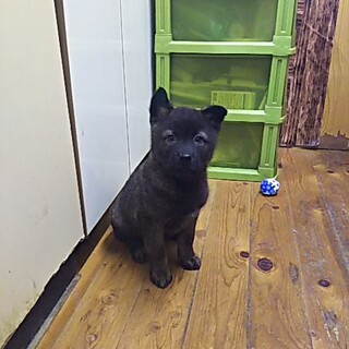 保護犬！里親様緊急募集！！