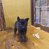 保護犬！里親様緊急募集！！ サムネイル6