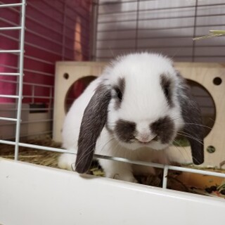 人懐っこく元気な子です（２ヶ月）