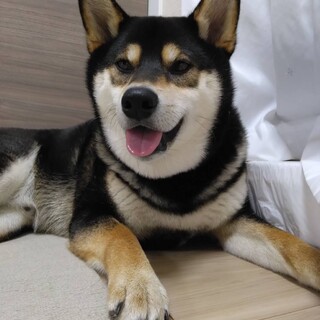 まだまだ若い柴犬コテツの家族を募集します。