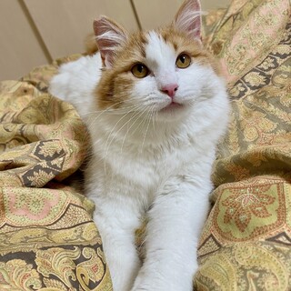 長毛茶白男の子たんぽぽくん