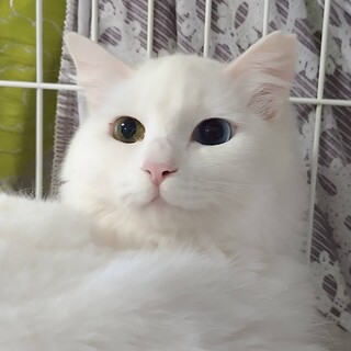 ❤️《里親決定》オッドアイの美猫❤️ゆきちゃん