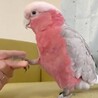 ポッピーず