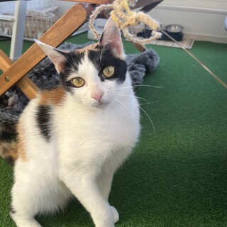 瞳が綺麗な美人ミケ猫さん♀