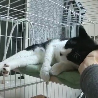 お鼻がハート☆リンゴ猫のタンタン