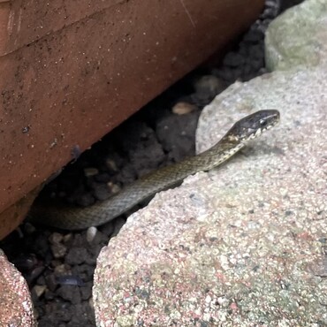 今年初はシマヘビさんでした。季節はもう梅雨なのかな(・・?)