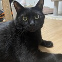 ビッグボディのチビ黒くん
