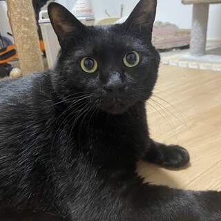 ビッグボディのチビ黒くん