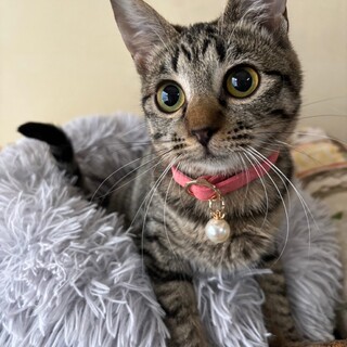 キラッキラっお目目と大音量ゴロゴロ♡ルリ