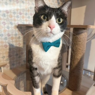 可愛いボブテイル♡ショートくん♡