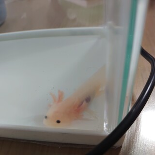 ウーパールーパー里親募集