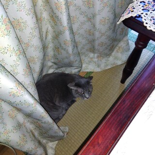 メス3歳猫を飼って下さい