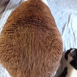 「痛みが治まったようです。」サムネイル1