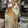 いち