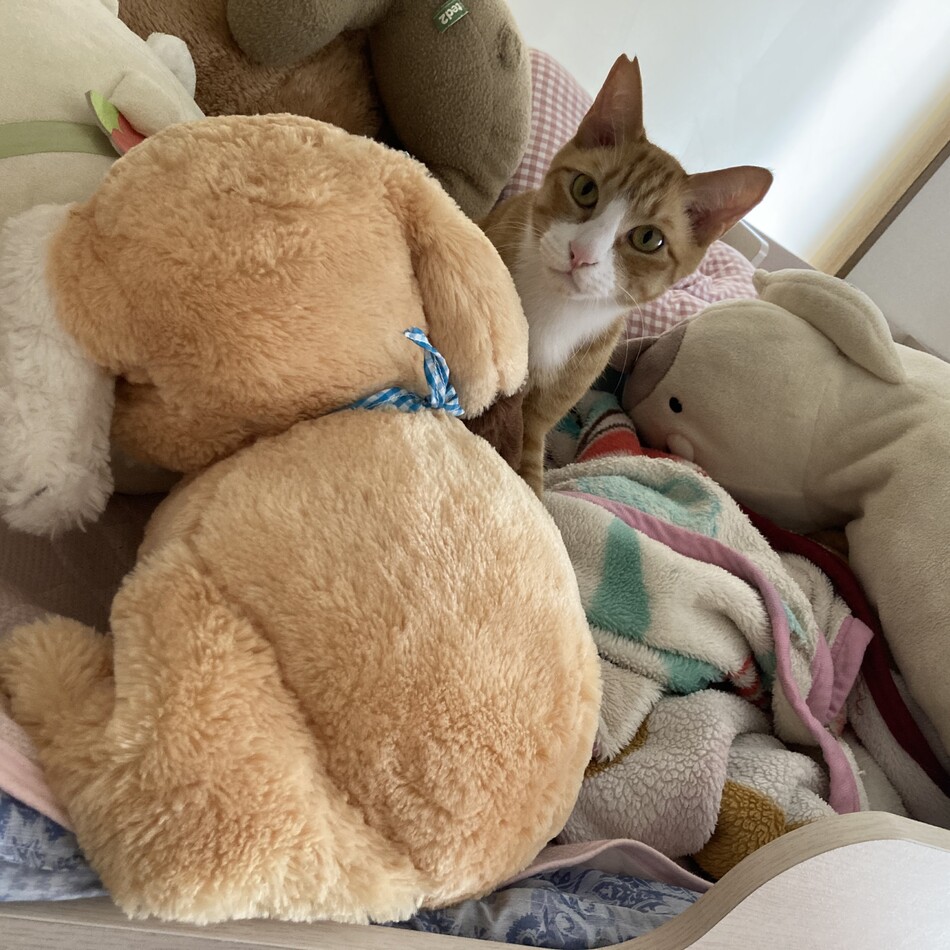 いちのカバー写真