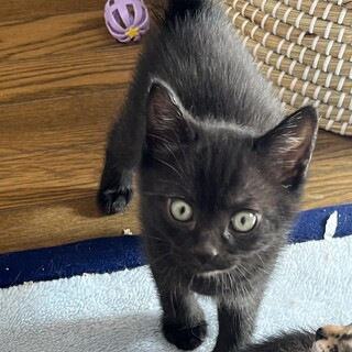 まもなく離乳　かわいいBOY