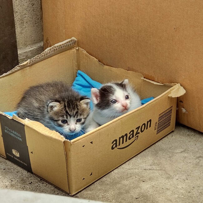 ねこBBAのカバー写真