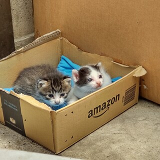 子猫大好きな人集まれ