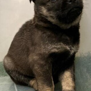 子犬が収容されています‼️