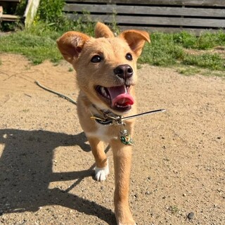 かけっこ大好きパワフルガール『ウイ 』