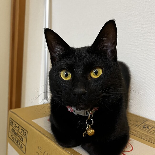 Kaaaakoのカバー写真