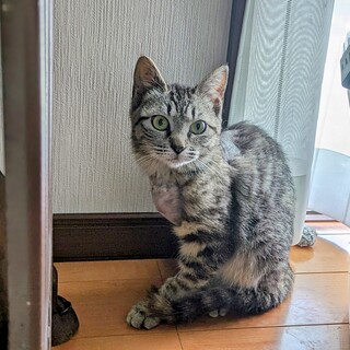 3本脚でも元気に跳ね回る！