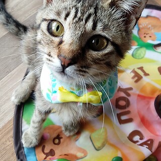 みなとねこのコボ【4ヶ月】